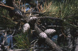 Bishop pine