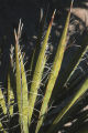 Mojave yucca