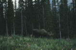Moose