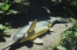 Ichtyosaur model