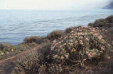 San Clemente Island buckwheat