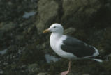 Western gull