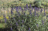 Subalpine larkspur
