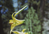 Lemon lily
