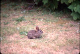 Brush rabbit