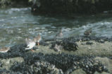 Three ruddy turnstones, a surfbird, and a black turnstone