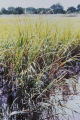 Smooth cordgrass