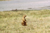 Prairie dog