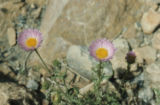 Mojave woodyaster