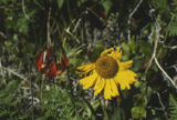 Western lily and coastal sneezeweed