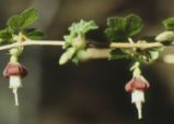 Hillside gooseberry