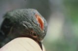Ruby-crowned kinglet