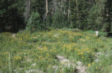 Oneflower helianthella