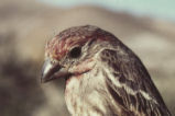 House finch