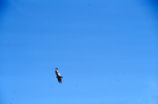 Turkey vulture