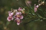 Desert willow