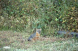 Island gray fox