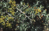 Whitethorn ceanothus