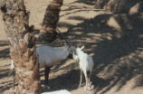 Arabian oryx