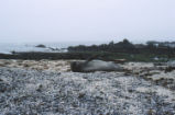 Northern elephant seal