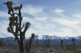 Joshua tree