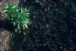 Creeping primrose-willow