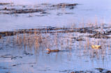 Clapper rail