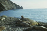 Northern elephant seal