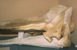 Sperm whale skull