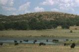 American bison