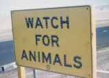 Watch for animals sign