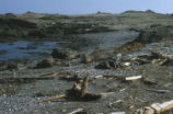 Northern elephant seal