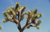 Joshua tree