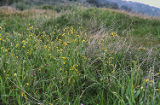 Common fiddleneck