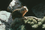 California ground squirrel