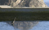 Great blue heron and eelgrass