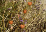 Desert globemallow