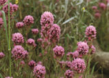 Exserted Indian paintbrush