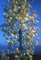 Yucca