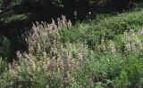 Bigleaf lupine