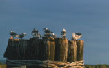 Laughing gulls