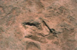 Dinosaur track