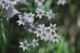 Western blue-eyed grass