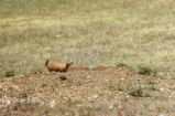 Prairie dog