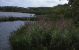 Purple loosestrife