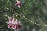 Desert willow