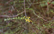 Common deerweed