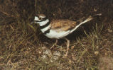 Killdeer