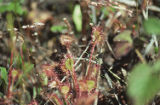 Roundleaf sundew