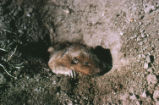 Botta's pocket gopher